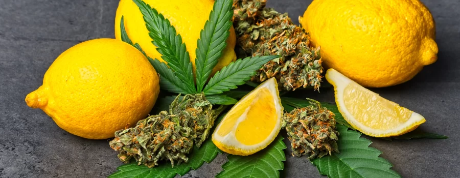 A Quick Dive into Terpenes: What They Are and How They May Help