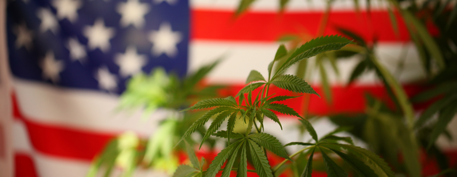 Let Freedom Fly with Hemp:                      Industrial Uses For Hemp In America