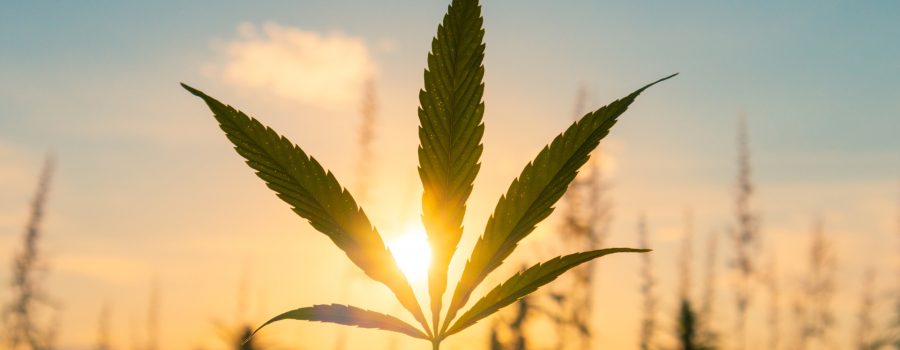 Cannabis in the Summer: Ways to Help Lower Your Body Heat